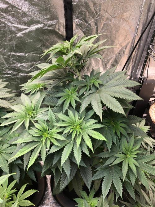 Mexican Sativa Kannabaia Indoor Summer. Week 6