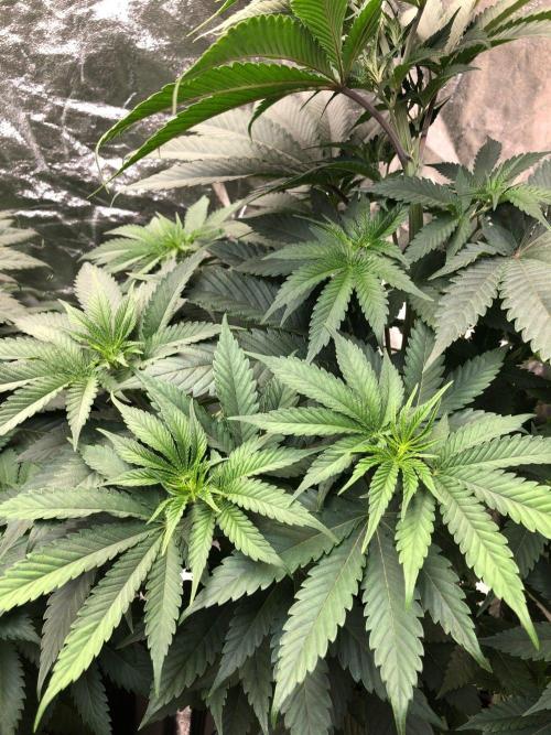 Mexican Sativa Kannabaia Indoor Summer. Week 6