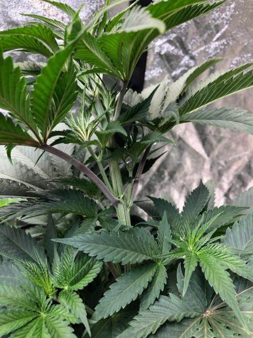 Mexican Sativa Kannabaia Indoor Summer. Week 6
