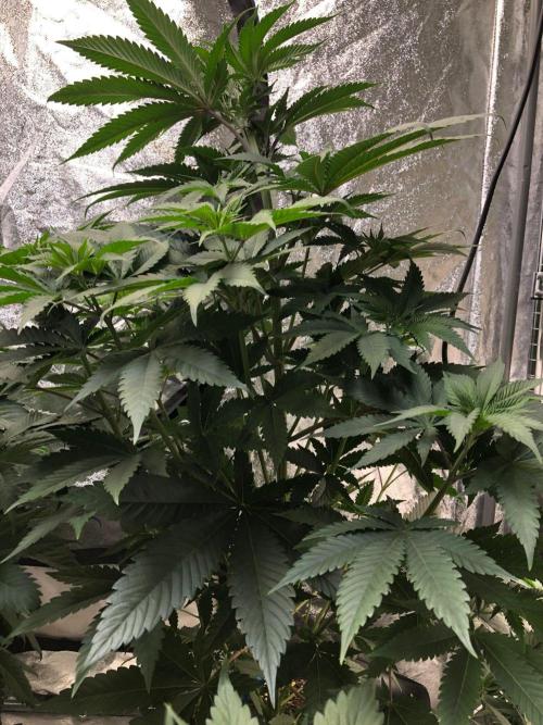 Mexican Sativa Kannabaia Indoor Summer. Week 6