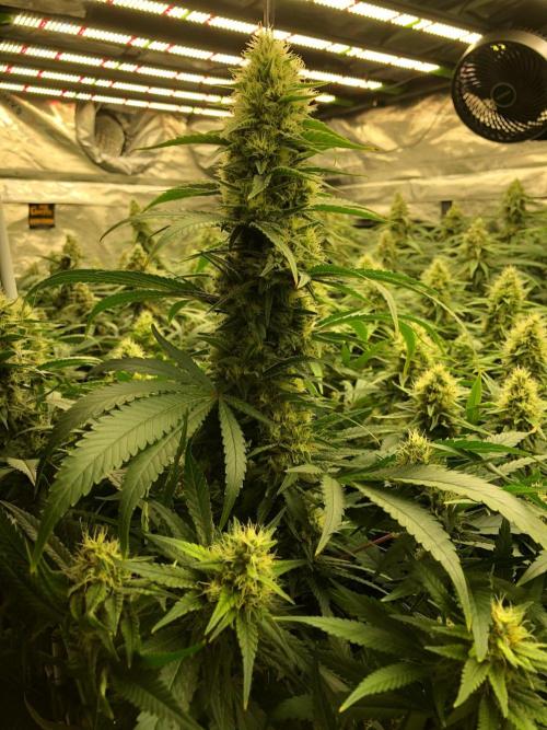 White Domina Kannabia Indoor Spring 26. Week 16