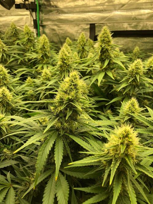 White Domina Kannabia Indoor Spring 26. Week 16