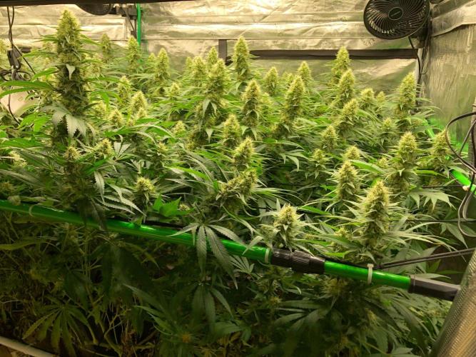 White Domina Kannabia Indoor Spring 26. Week 16