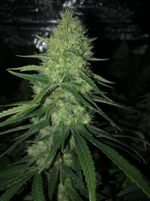 White Domina Kannabia Indoor Spring 26. Week 16