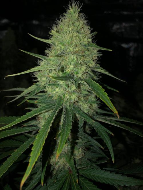 White Domina Kannabia Indoor Spring 26. Week 16