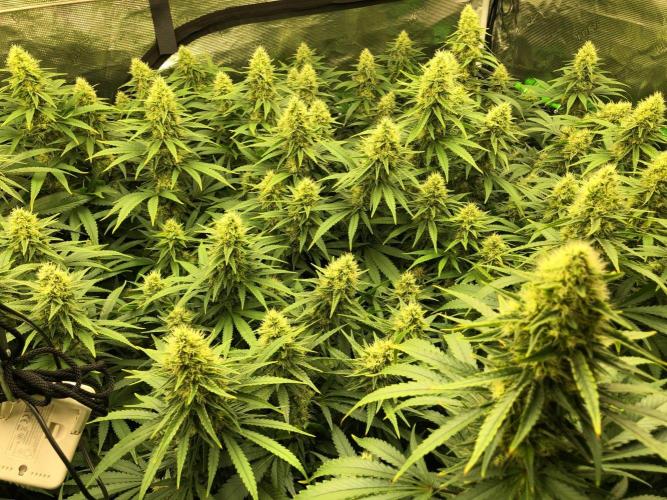 White Domina Kannabia Indoor Spring 26. Week 16