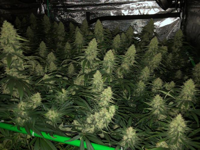 White Domina Kannabia Indoor Spring 26. Week 16