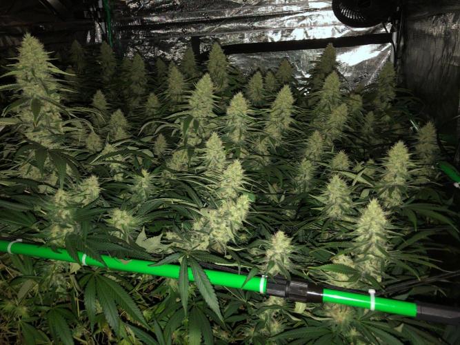 White Domina Kannabia Indoor Spring 26. Week 16
