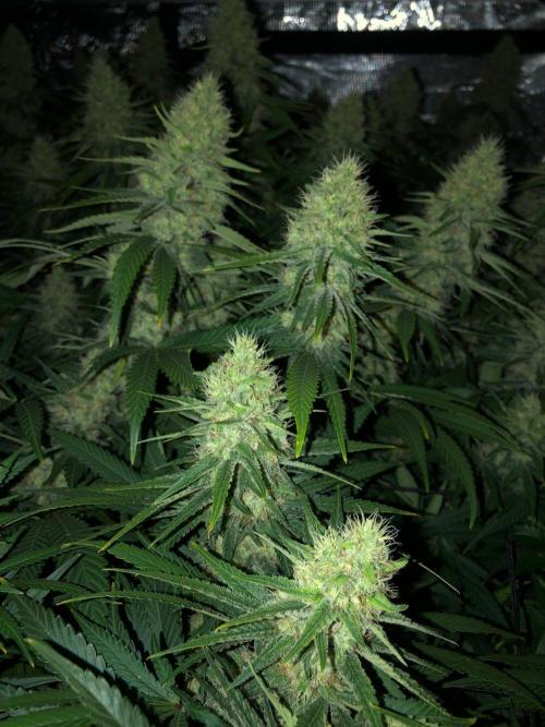 White Domina Kannabia Indoor Spring 26. Week 16