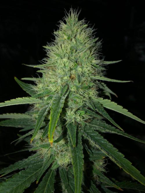 White Domina Kannabia Indoor Spring 26. Week 16