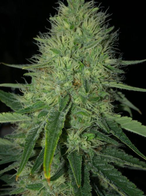 White Domina Kannabia Indoor Spring 26. Week 16