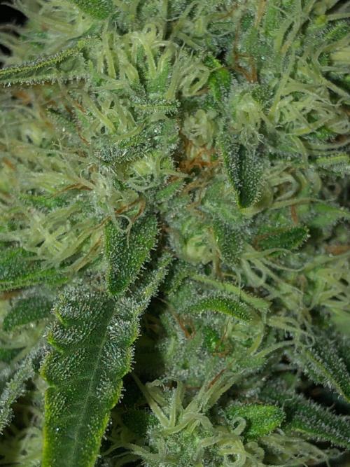 White Domina Kannabia Indoor Spring 26. Week 16