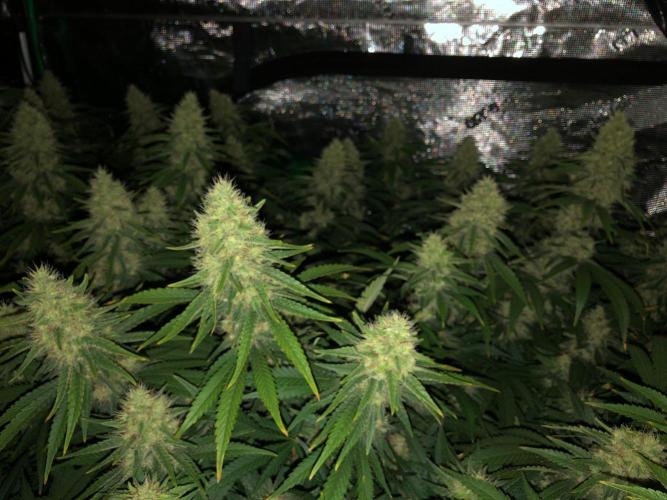 White Domina Kannabia Indoor Spring 26. Week 16