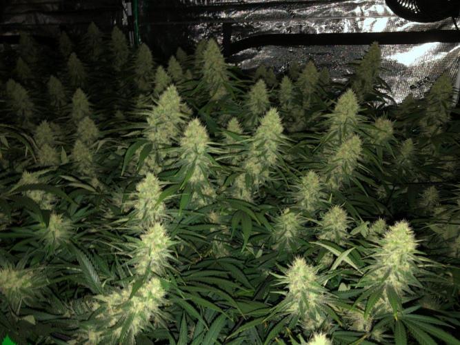 White Domina Kannabia Indoor Spring 26. Week 16