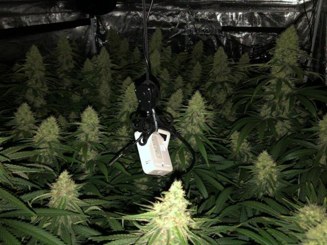 White Domina Kannabia Indoor Spring 26. Week 16