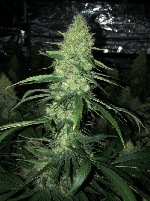 White Domina Kannabia Indoor Spring 26. Week 16