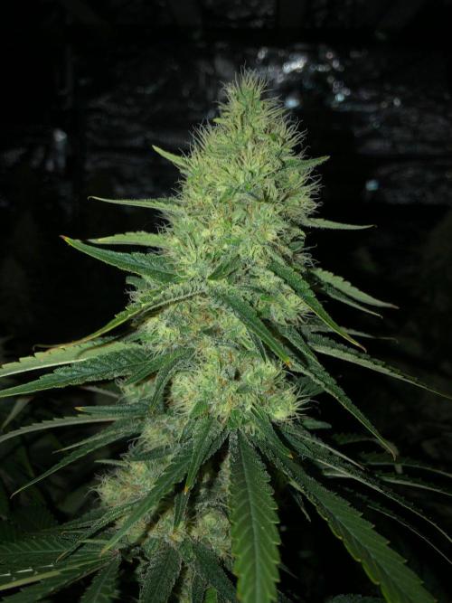 White Domina Kannabia Indoor Spring 26. Week 16