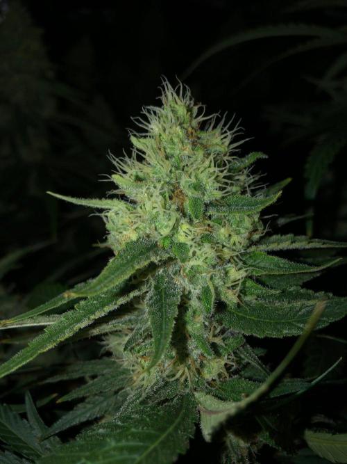 White Domina Kannabia Indoor Spring 26. Week 16