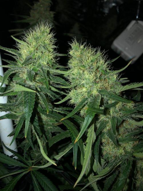White Domina Kannabia Indoor Spring 26. Week 16