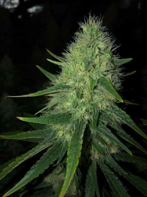 White Domina Kannabia Indoor Spring 26. Week 16