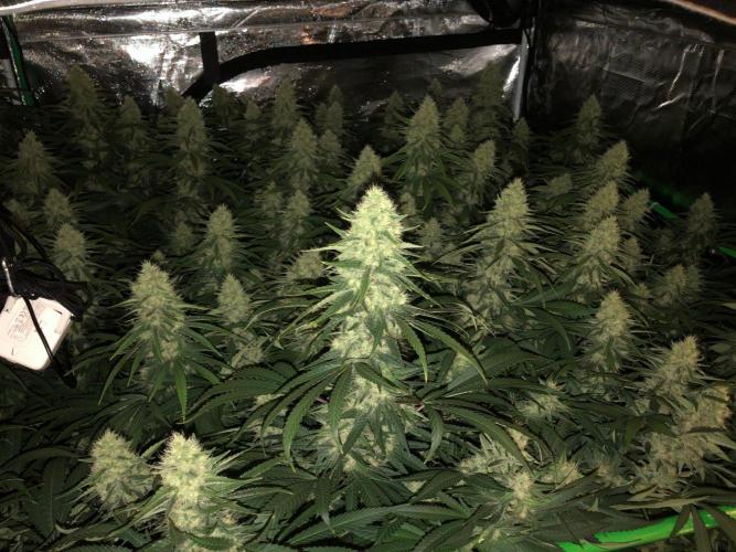 White Domina Kannabia Indoor Spring 26. Week 16