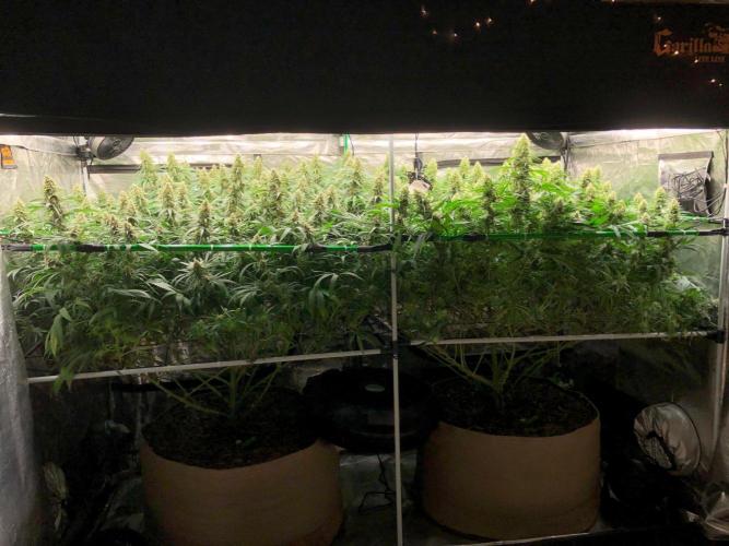 White Domina Kannabia Indoor Spring 26. Week 16