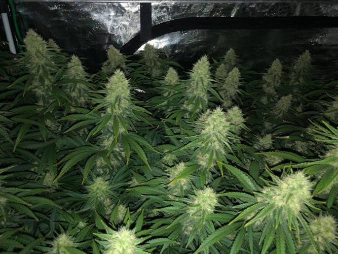 White Domina Kannabia Indoor Spring 26. Week 16