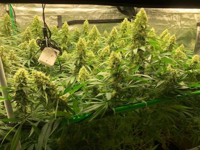 White Domina Kannabia Indoor Spring 26. Week 16