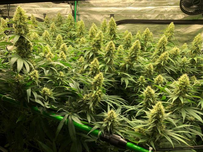White Domina Kannabia Indoor Spring 26. Week 16