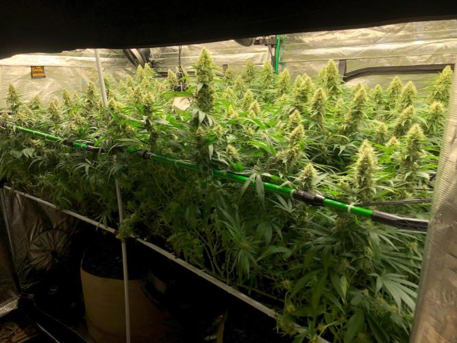 White Domina Kannabia Indoor Spring 26. Week 16