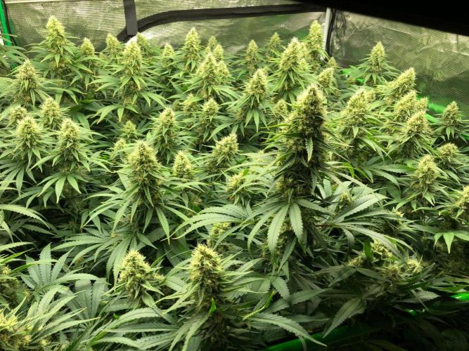 White Domina Kannabia Indoor Spring 26. Week 16