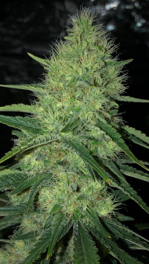 White Domina Kannabia Indoor Spring 26. Week 16
