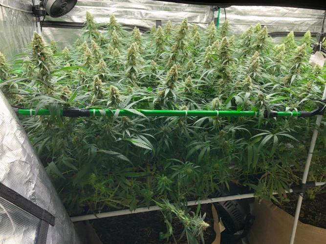Critical Purple Kush Seedsman Indoor. Week 16