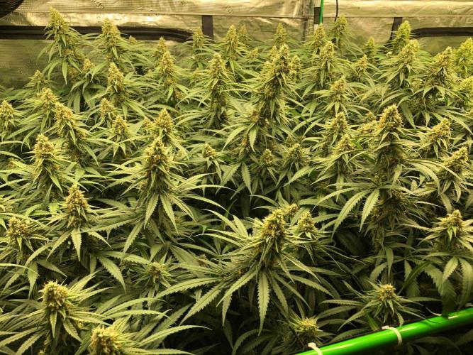 Critical Purple Kush Seedsman Indoor. Week 16