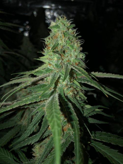 Critical Purple Kush Seedsman Indoor. Week 16