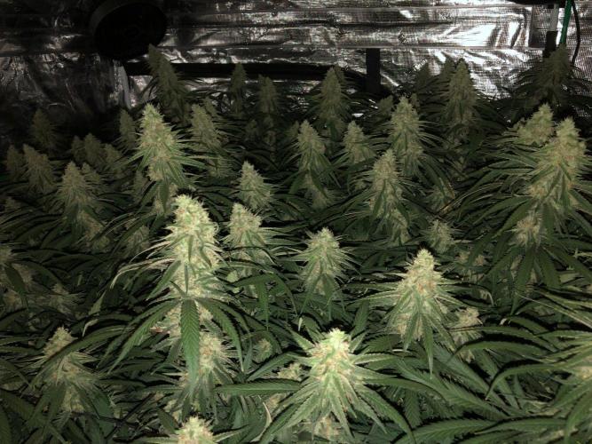Critical Purple Kush Seedsman Indoor. Week 16