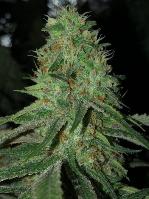 Critical Purple Kush Seedsman Indoor. Week 16