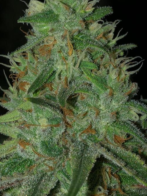 Critical Purple Kush Seedsman Indoor. Week 16