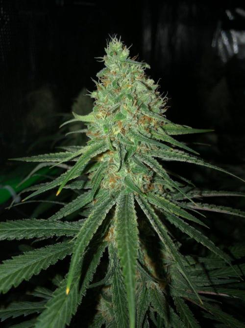 Critical Purple Kush Seedsman Indoor. Week 16