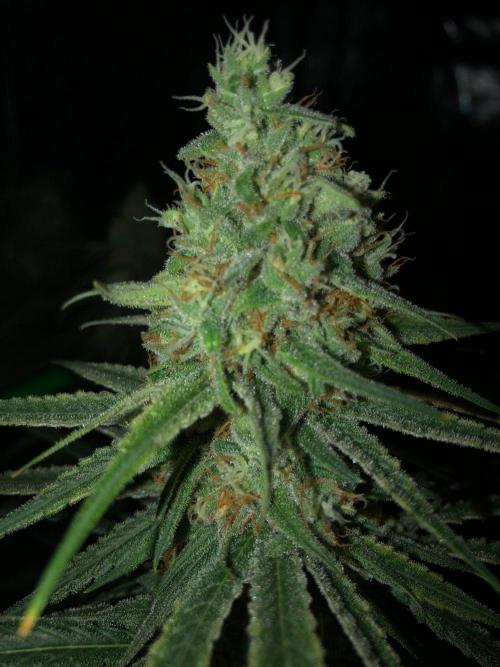 Critical Purple Kush Seedsman Indoor. Week 16
