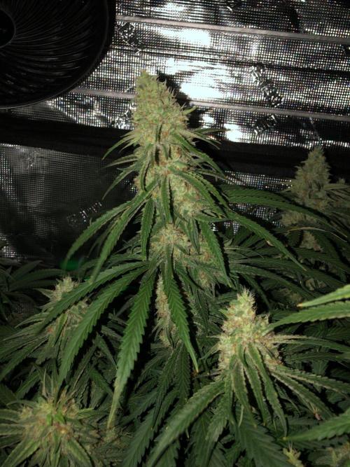 Critical Purple Kush Seedsman Indoor. Week 16