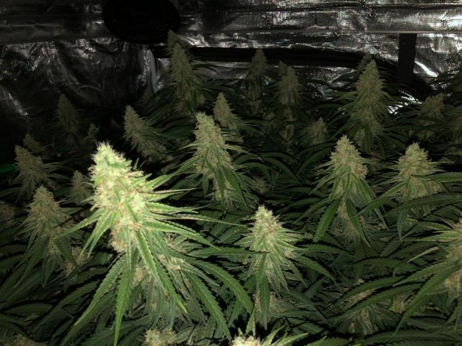 Critical Purple Kush Seedsman Indoor. Week 16