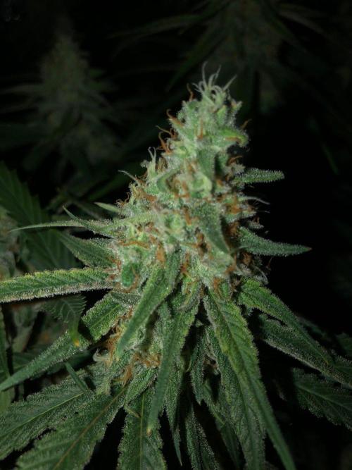 Critical Purple Kush Seedsman Indoor. Week 16