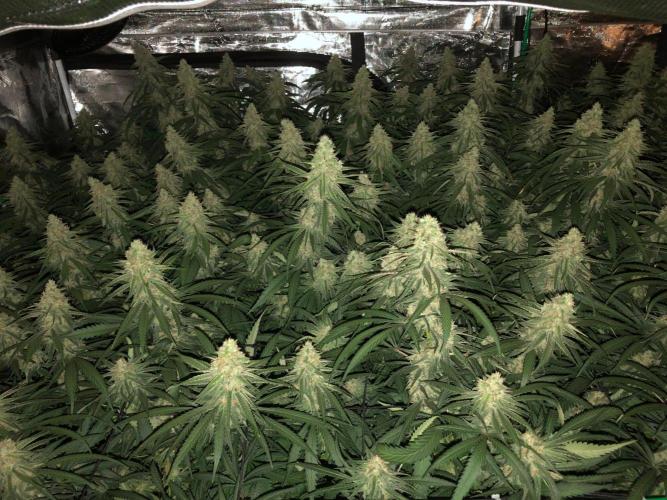 Critical Purple Kush Seedsman Indoor. Week 16