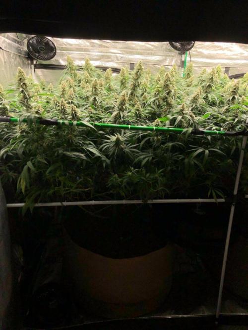 Critical Purple Kush Seedsman Indoor. Week 16