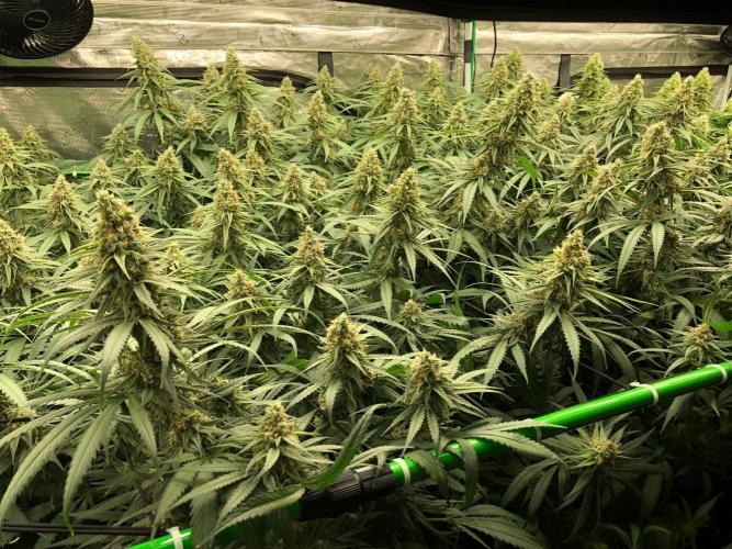 Critical Purple Kush Seedsman Indoor. Week 16