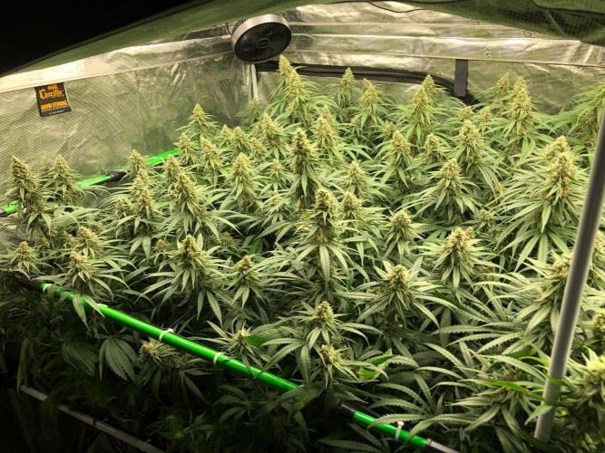 Critical Purple Kush Seedsman Indoor. Week 16