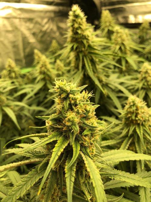 Critical Purple Kush Seedsman Indoor. Week 16