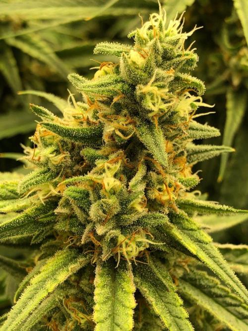 Critical Purple Kush Seedsman Indoor. Week 16