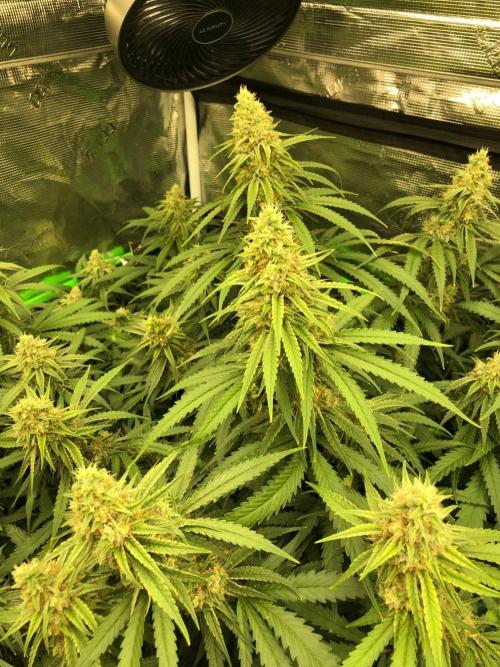 Critical Purple Kush Seedsman Indoor. Week 16